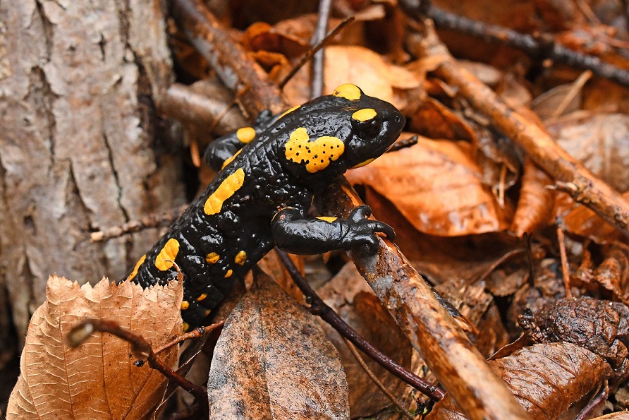 Salamandra salamandra